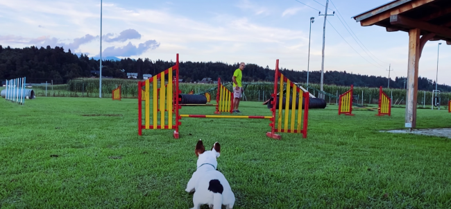 Screenshot 2020-10-28 at 09.36.25 Agility videolog jesen 2020