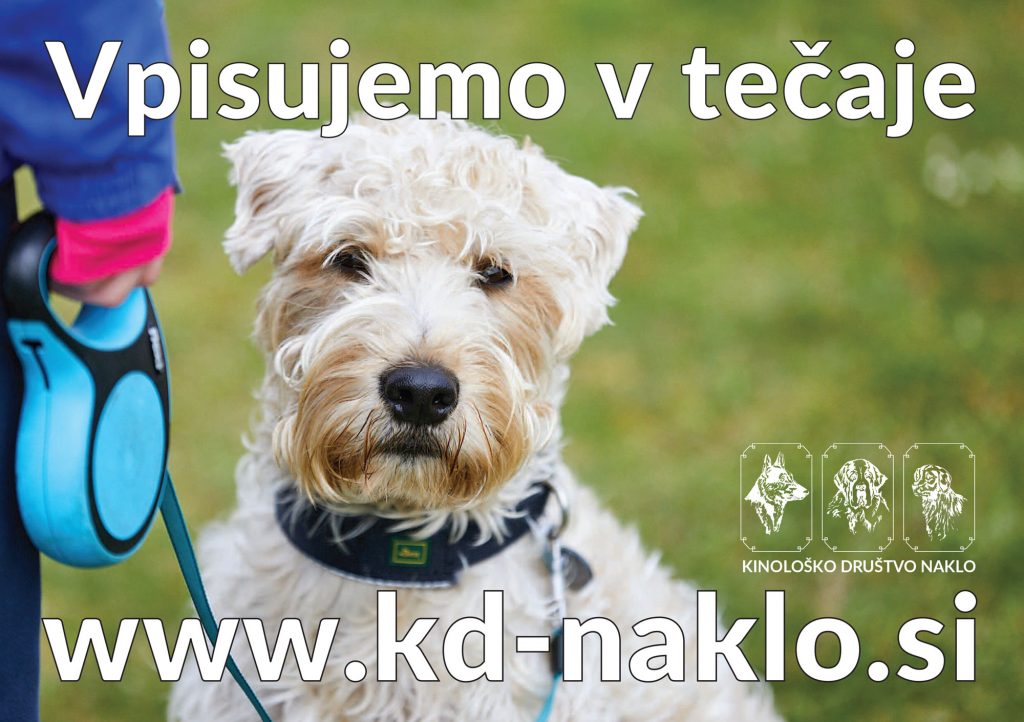 Vpisujemo v tečaje