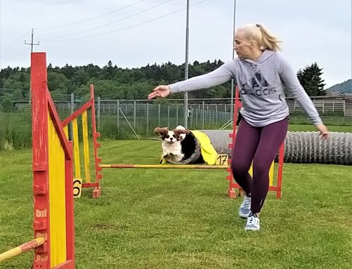 Agility Izpit 2021
